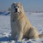 Кавказька вівчарка