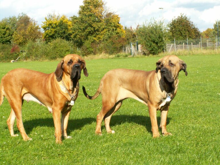 Fila Brasileiro (mastif brazylijski)