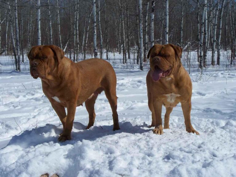 Dogue de Bordeaux