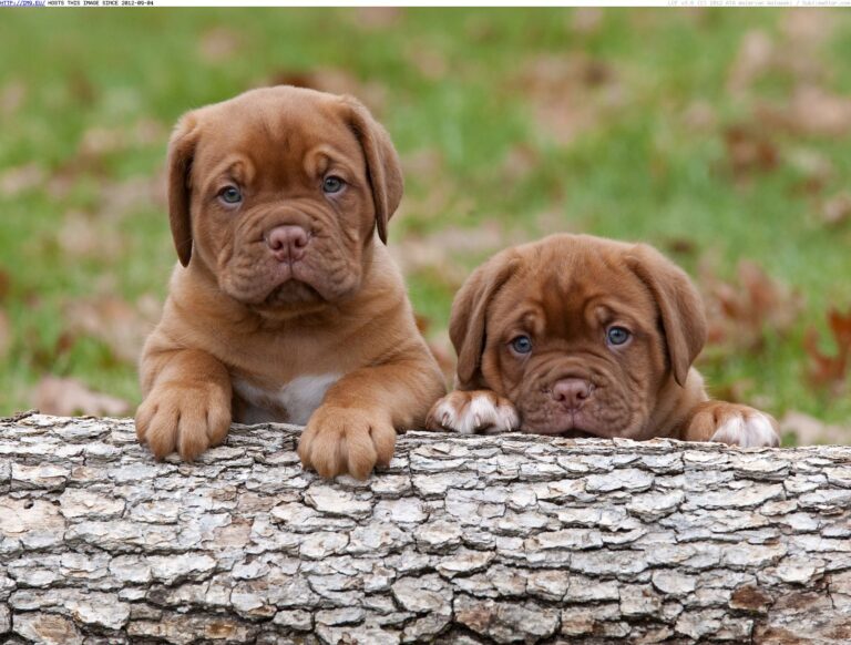 Dogue de Bordeaux