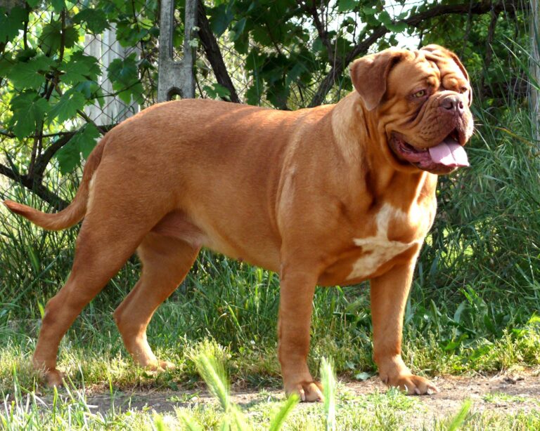 Dogue de Bordeaux