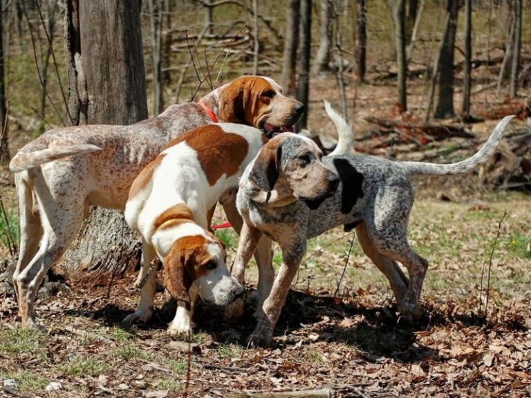 Amerykański Angielski Coonhound