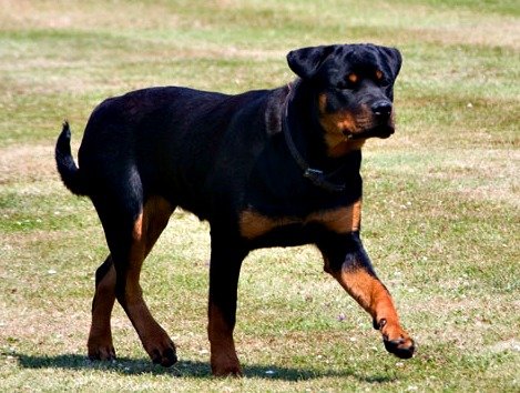 Rottweiler photo