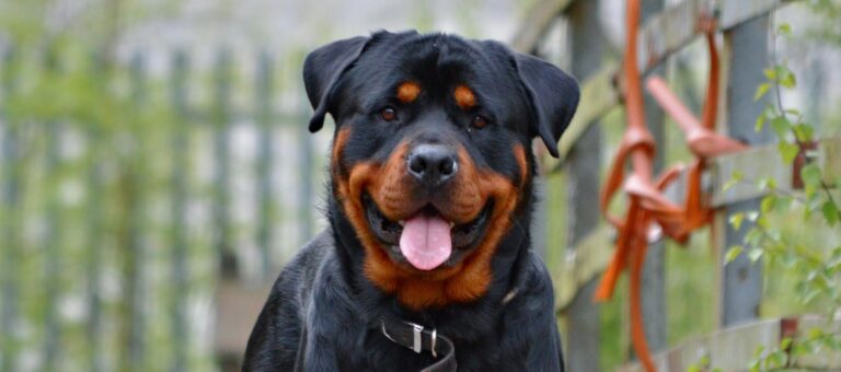 Rottweiler