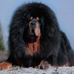 Тибетський мастиф