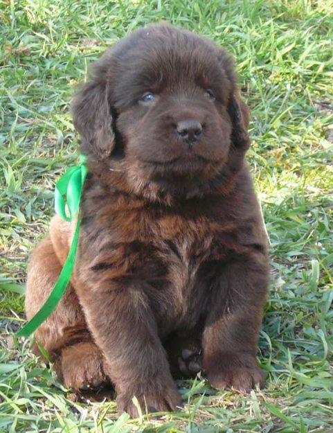 Câine Newfoundland negru stând pe iarbă