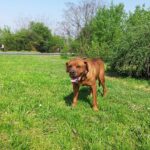 Tosa Inu (Japanese Mastiff)