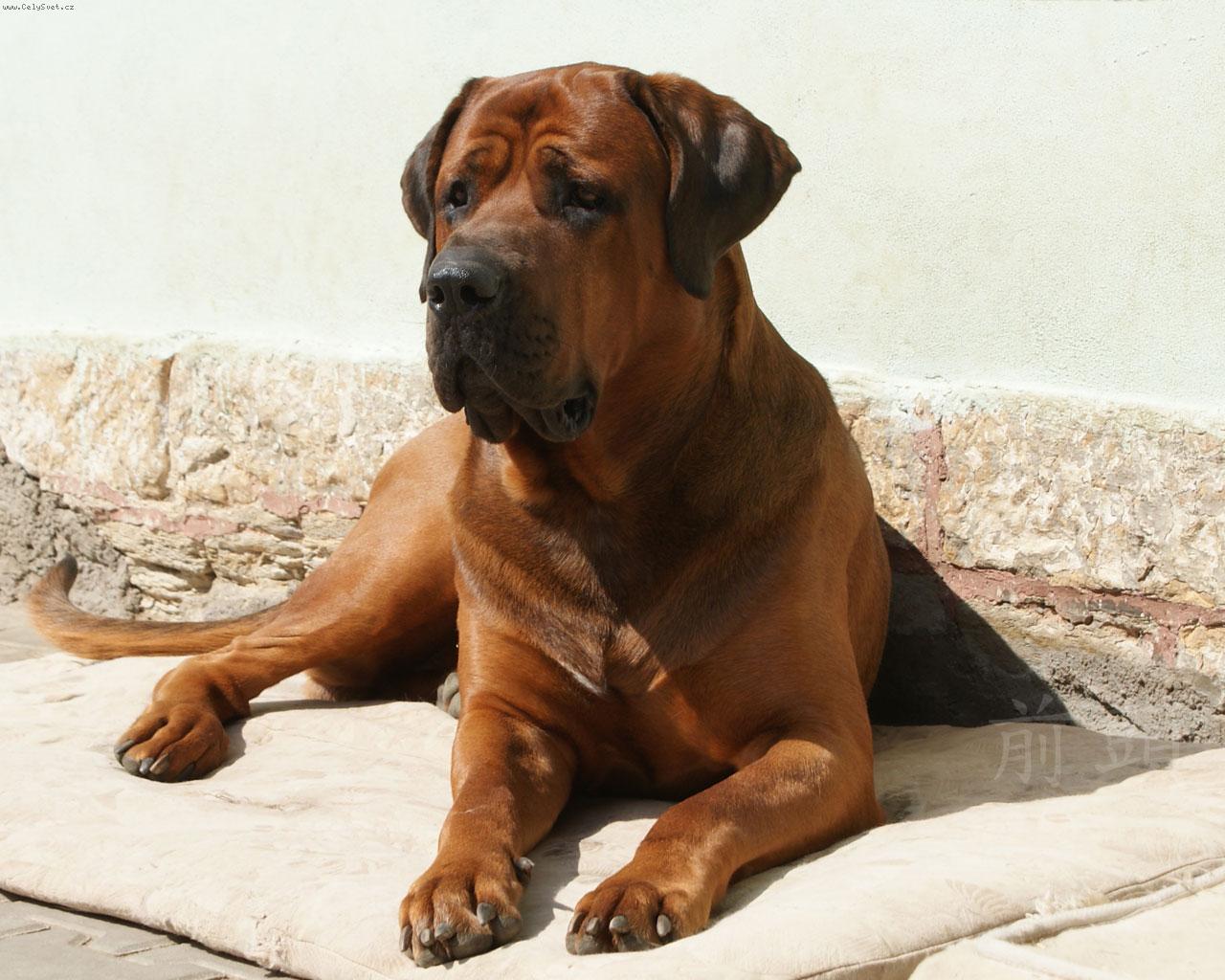 Tosa Inu