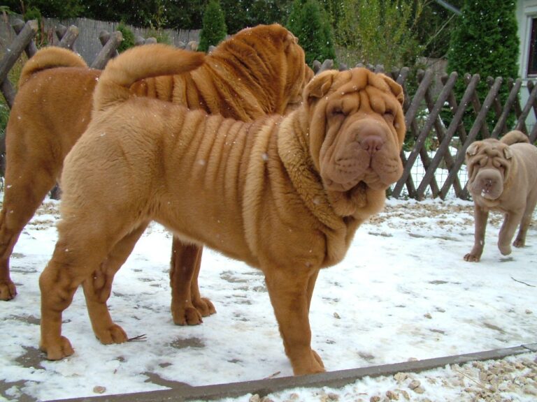 Shar Pei