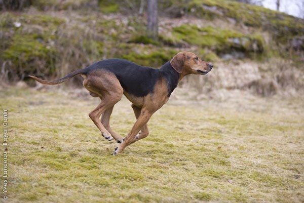 Cão de Caça de Schiller