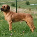 Styrian Coarse-haired Hound