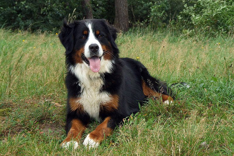 Berneński pies pasterski — zdjęcie 14
