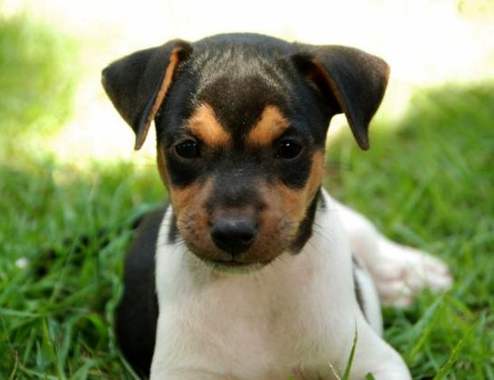 Terrier Brasileño