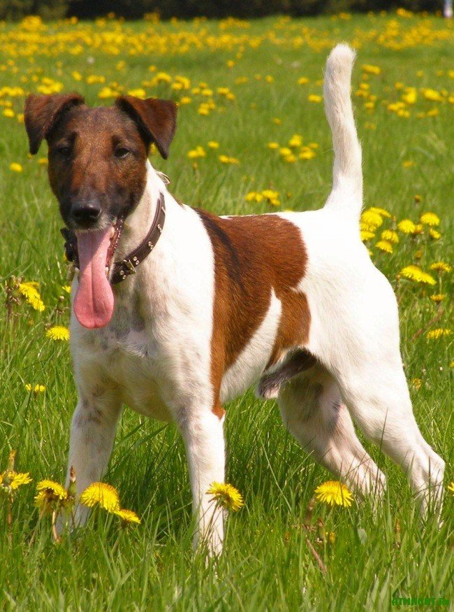 Fox Terrier à poil lisse