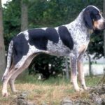 Малий блакитний гасконський гончак