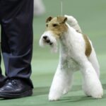 Rauhaariger Foxterrier