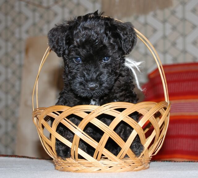 Kerry Blue Terrier