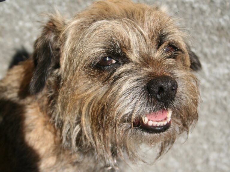 Border Terrier
