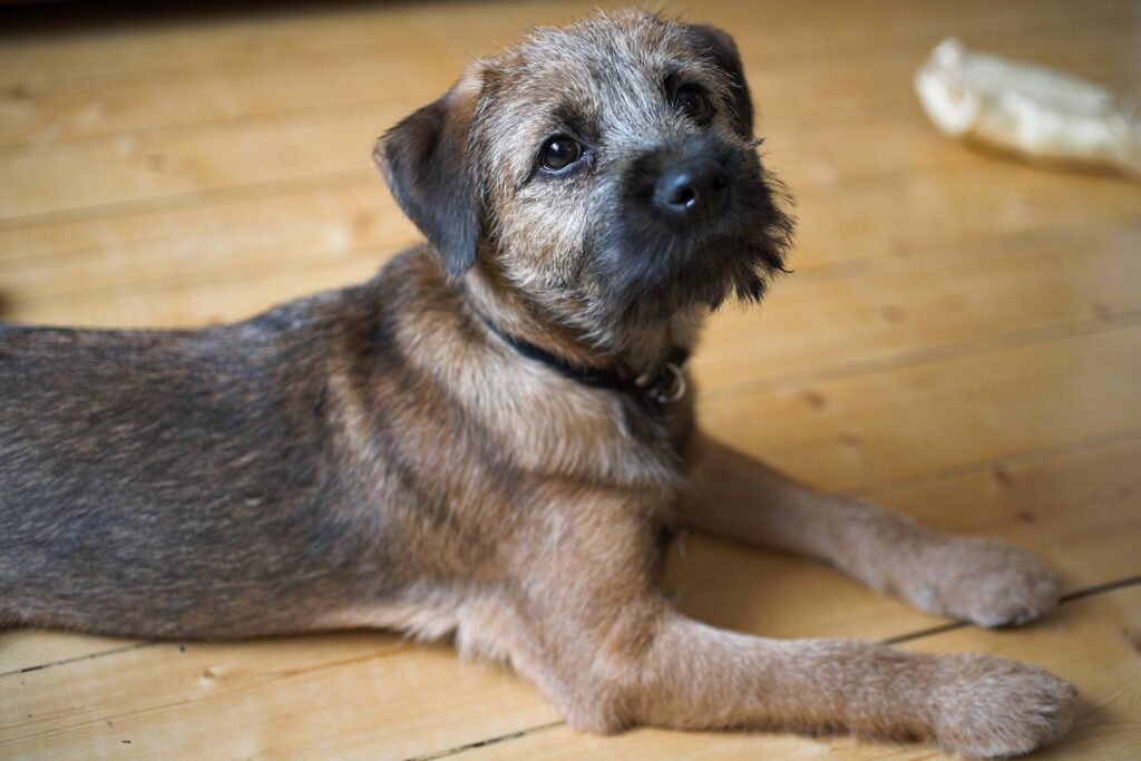 Border Terrier — foto 9