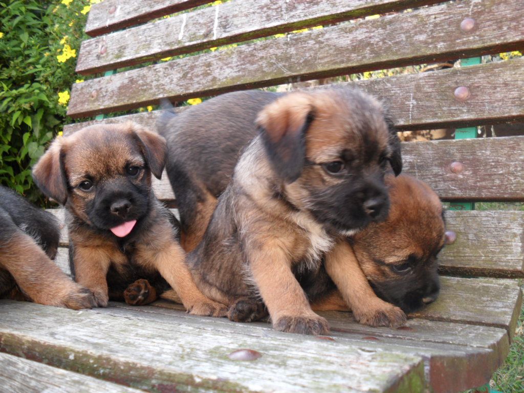 Border Terrier — foto 11