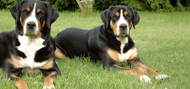 Großer Schweizer Sennenhund