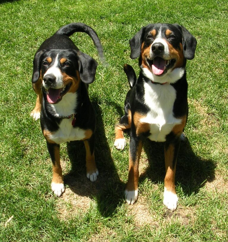 Entlebucher sennenhund