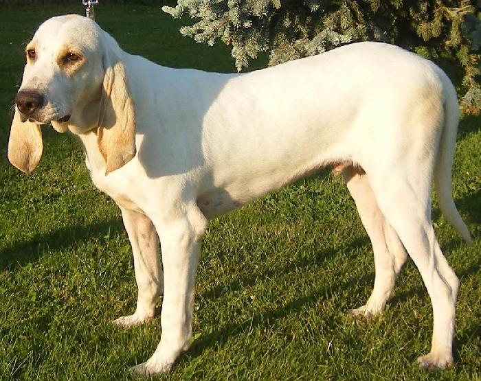Cão de Porcelana na grama