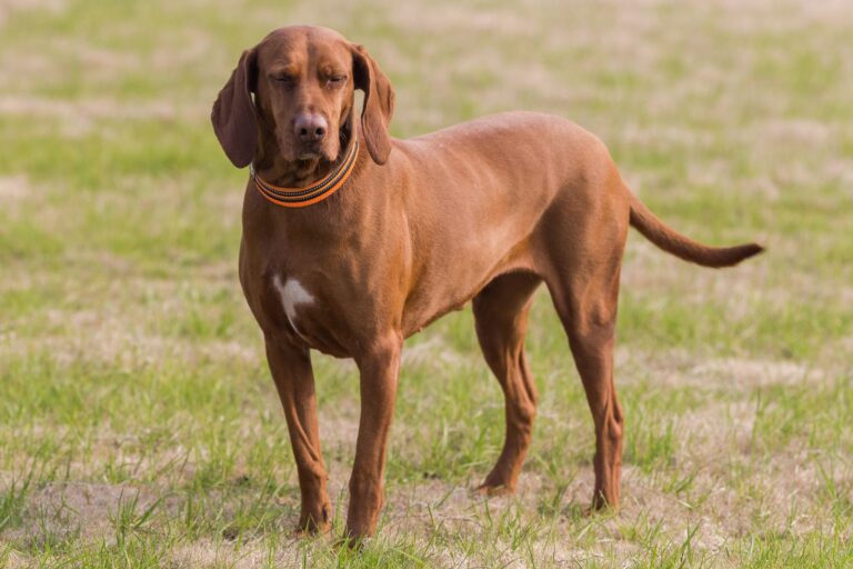 Coonhound czerwony