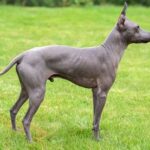 Американський голий тер’єр