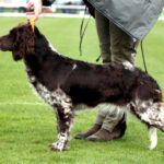 Wachtelhund allemand