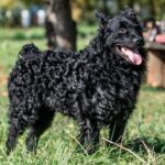 Хорватська вівчарка