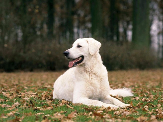 Kuvasz mit einem Kind