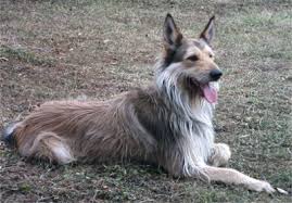 Picardischer Schäferhund auf einer Wiese