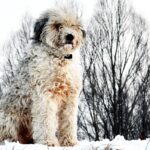 Бергамська вівчарка