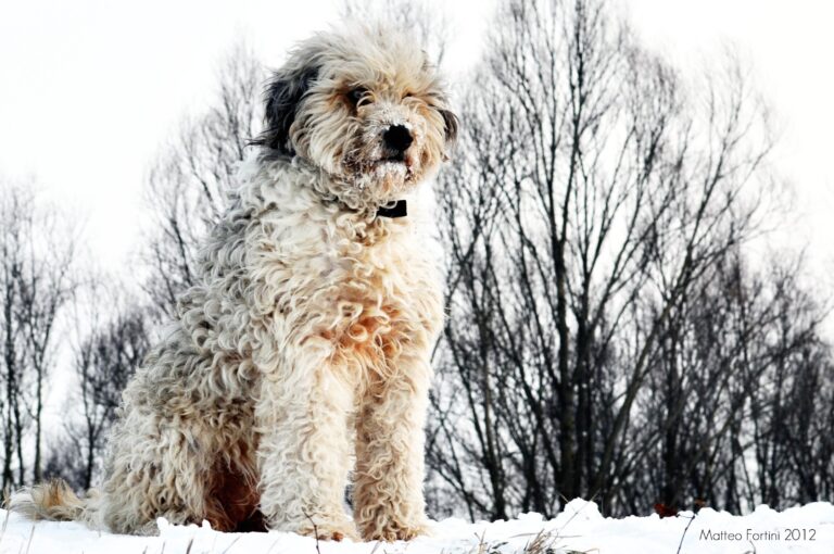 Ciobănescul de Bergamasco