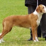 Posavina Hound