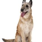 Laekenois (Belgian Shepherd)