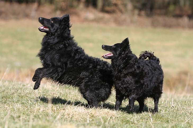 Croatian Sheepdog — photo 8
