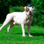 Buldog american