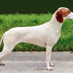 Braco de Istria de Pelo Corto