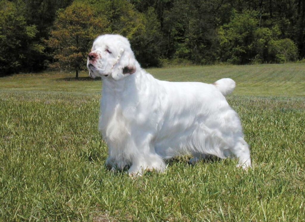 Clumber Spaniel