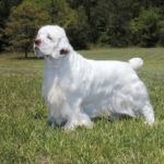 Clumber Spaniel