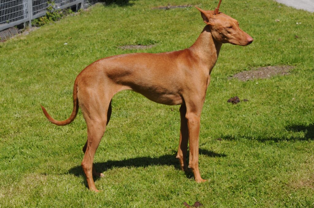 Caractère Podenco Canario