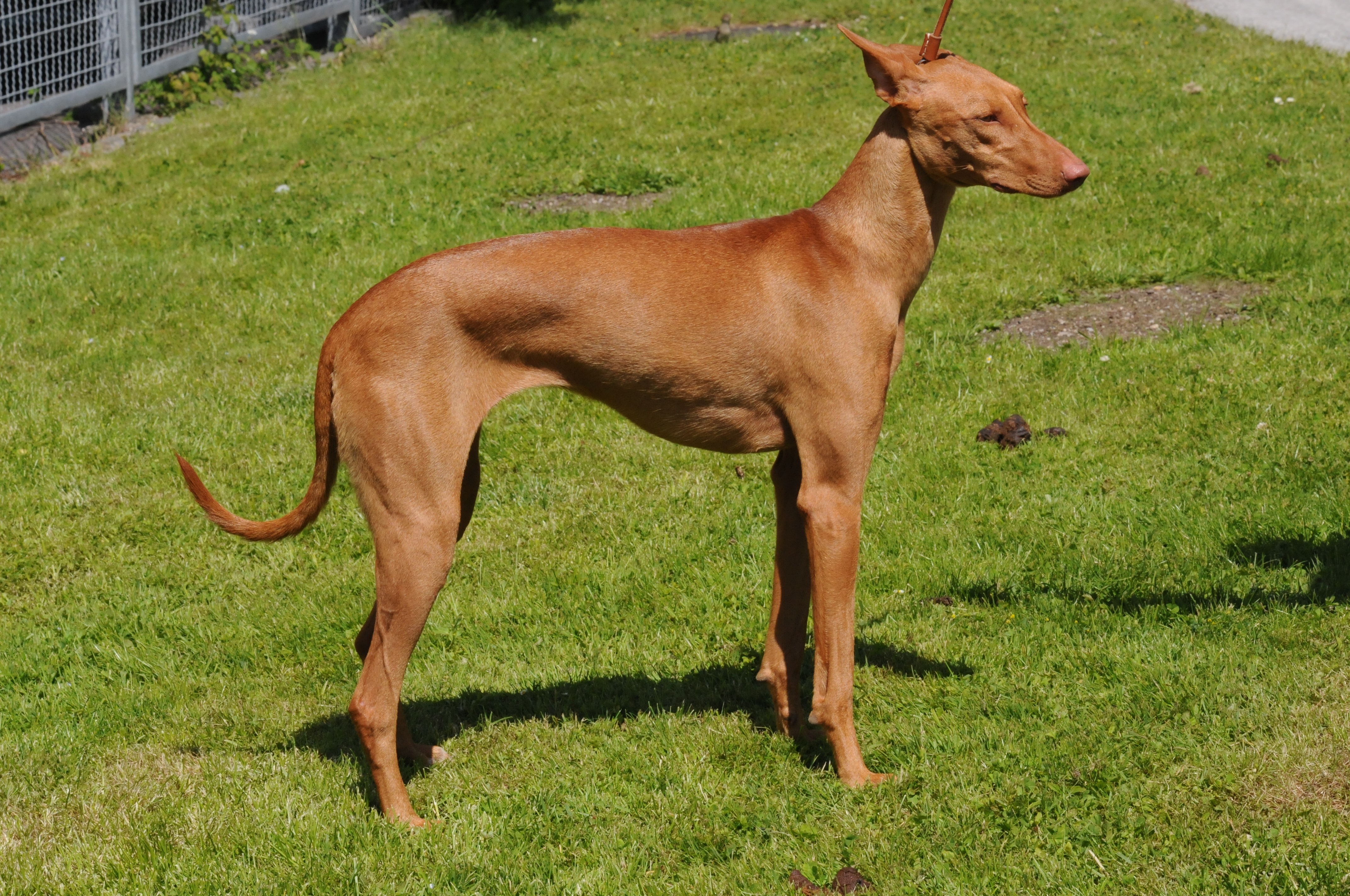 Podenco Canario