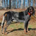 Bluetick Coonhound