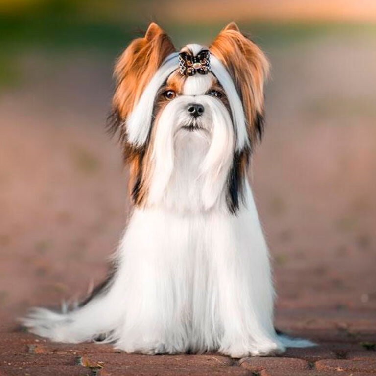 Biewer Terrier
