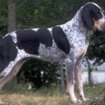 Bluetick Coonhound