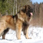 Леонбергер