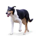Collie cu păr scurt
