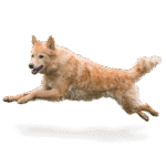 Муді